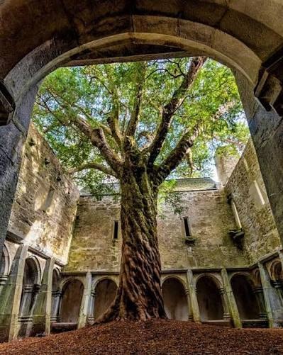 Muckross Abbey